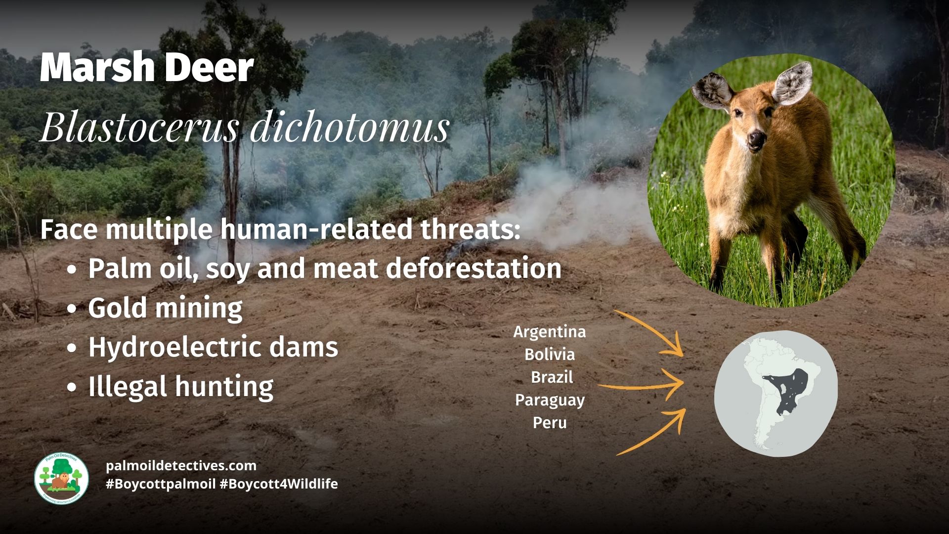 Marsh Deer Blastocerus dichotomus - South America