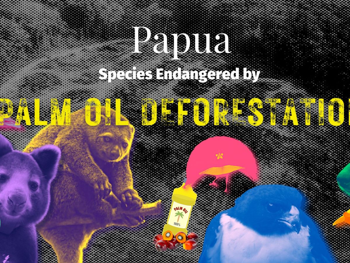 Papua New Guinea & West Papua: Species Endangered by Palm Oil&nbsp;Deforestation