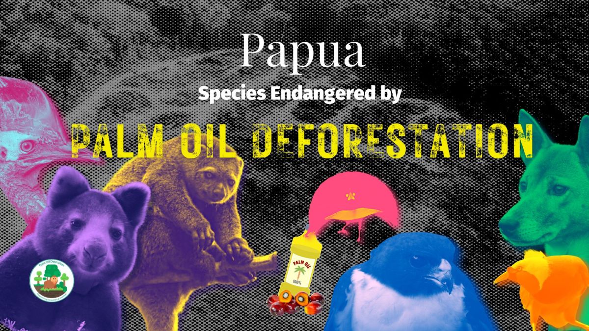 Papua New Guinea & West Papua: Species Endangered by Palm Oil&nbsp;Deforestation