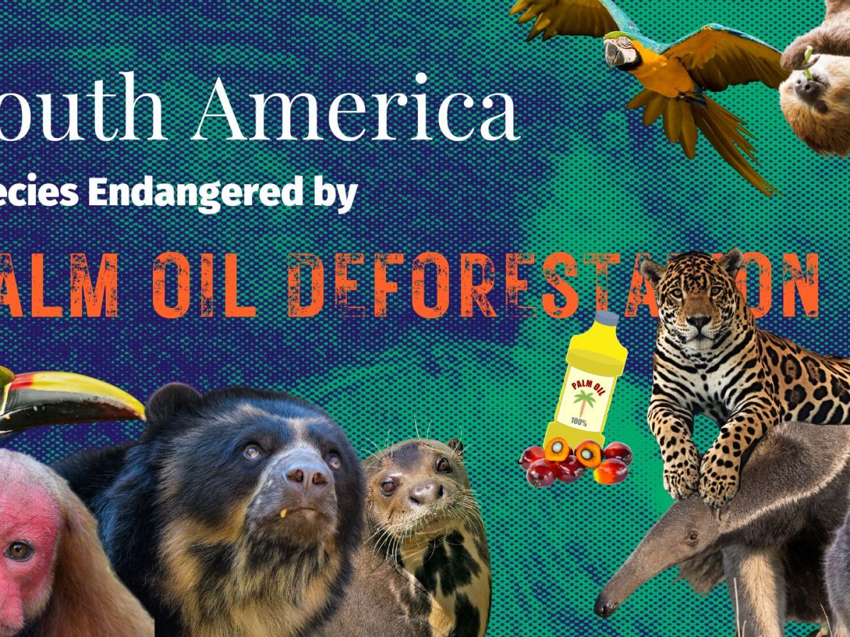 South America: Species Endangered by Palm Oil&nbsp;Deforestation