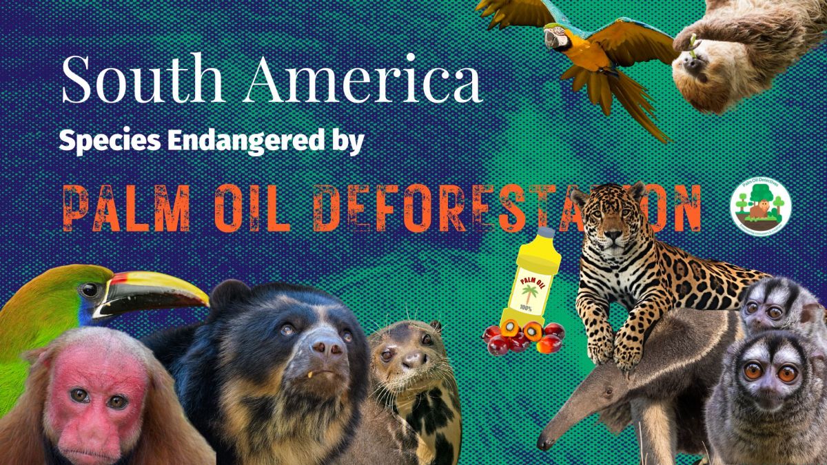 South America: Species Endangered by Palm Oil&nbsp;Deforestation