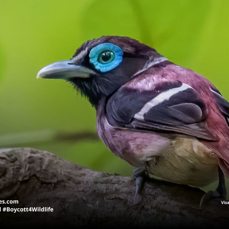 Visayan Broadbill Sarcophanops&nbsp;samarensis