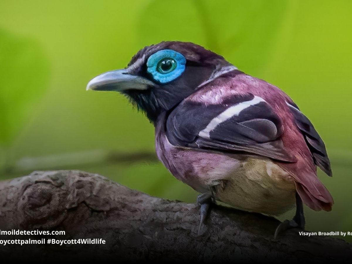 Visayan Broadbill Sarcophanops&nbsp;samarensis