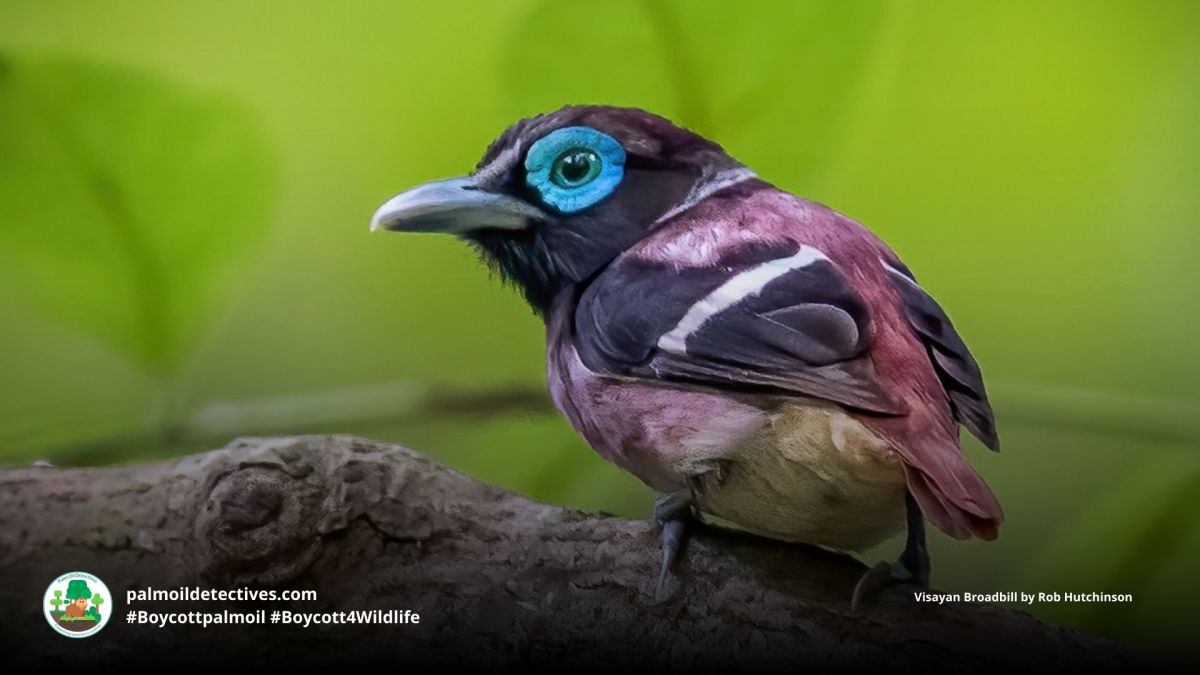 Visayan Broadbill Sarcophanops&nbsp;samarensis