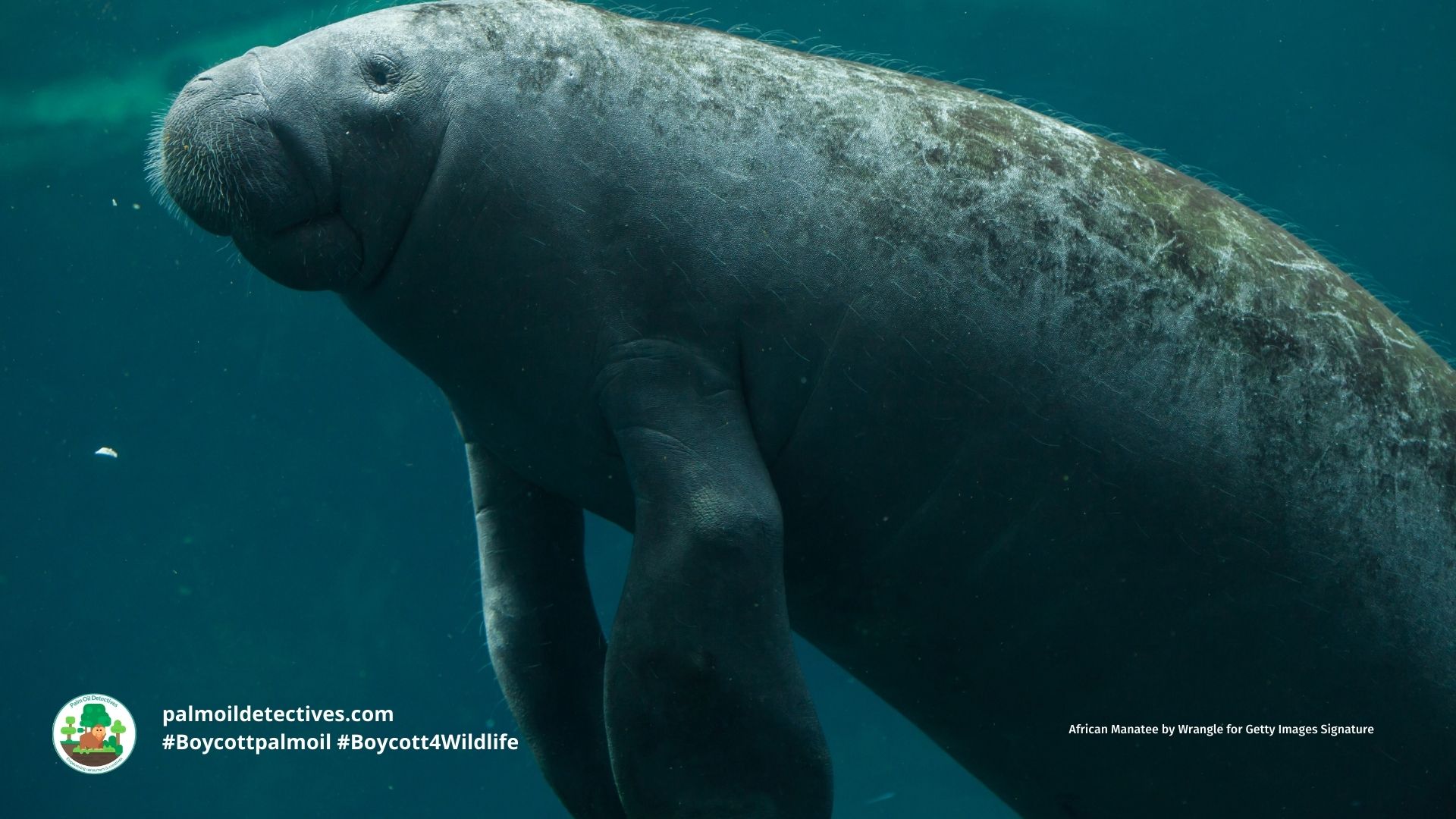 African Manatee Trichechus senegalensis