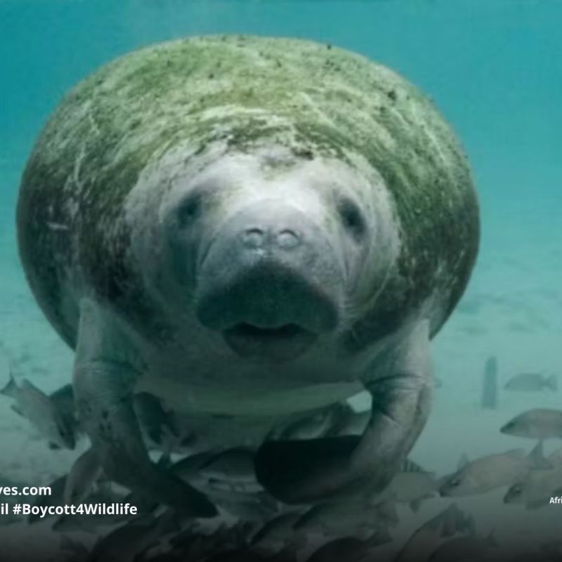 African Manatee Trichechus&nbsp;senegalensis