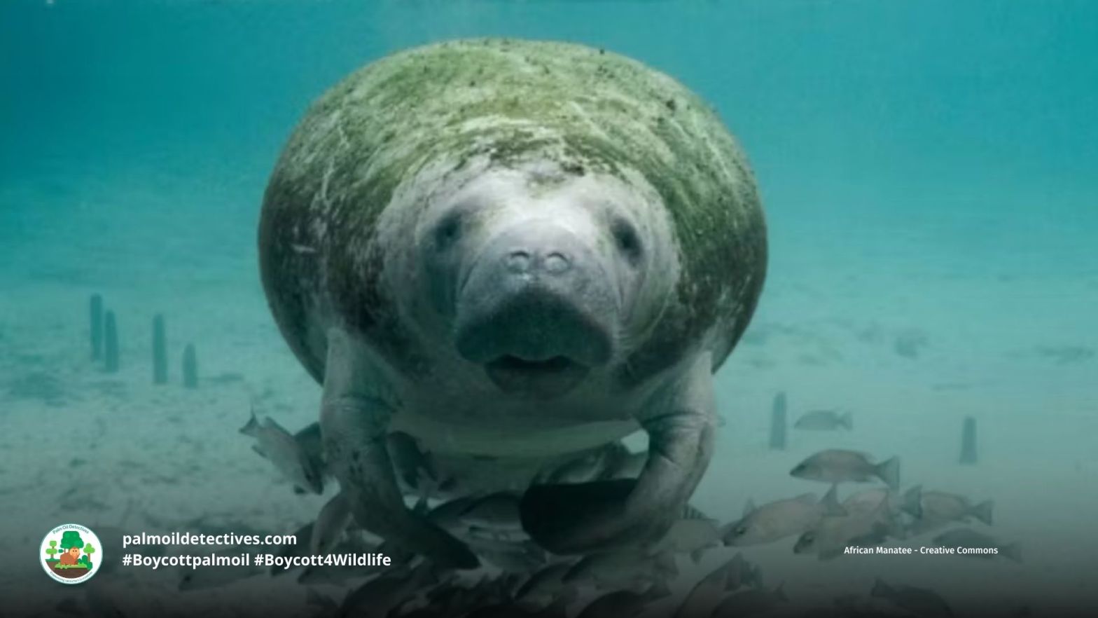 African Manatee Trichechus senegalensis swimming under the water with fishes underneath of her