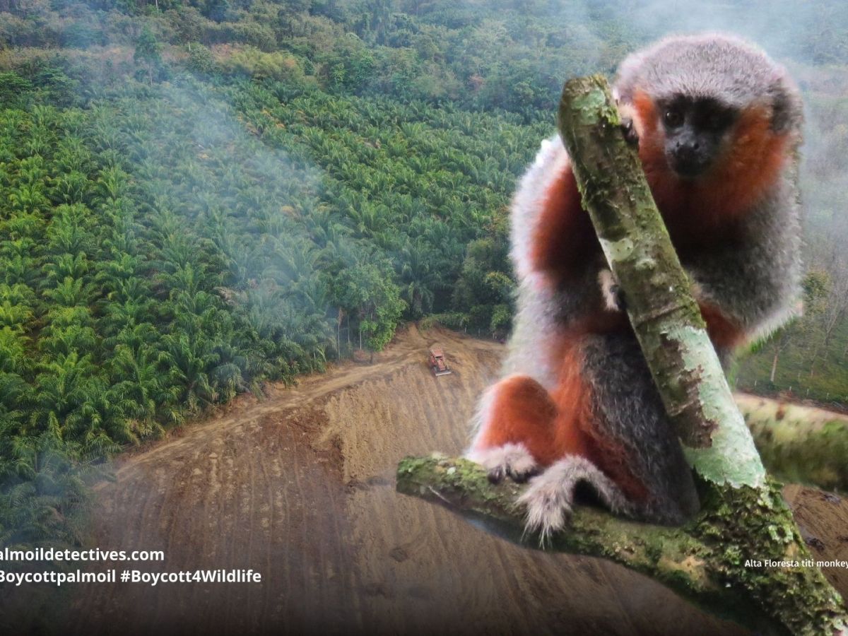 Alta Floresta titi monkey Plecturocebus&nbsp;grovesi