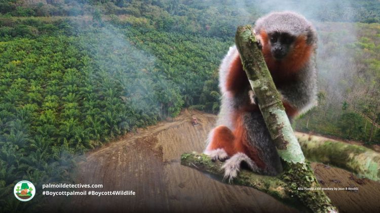 Alta Floresta titi monkey Plecturocebus grovesi