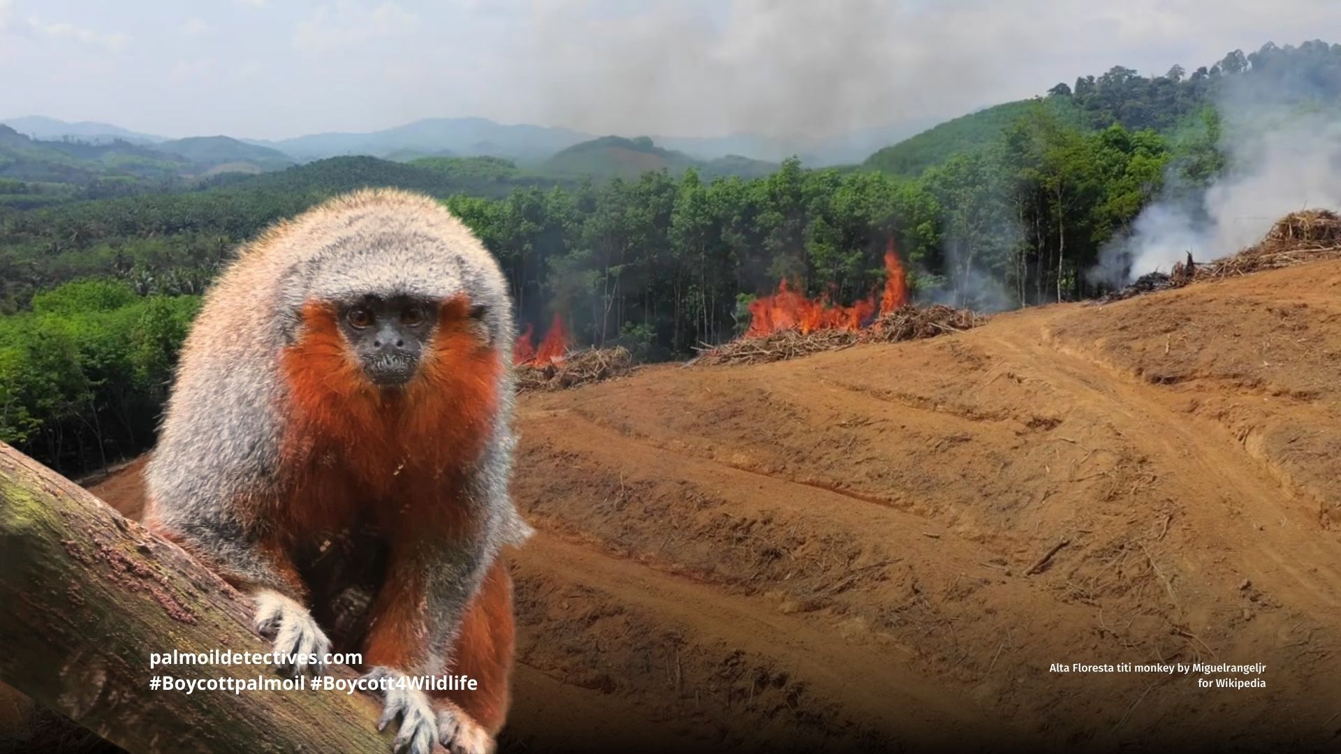 Alta Floresta titi monkey Plecturocebus grovesi