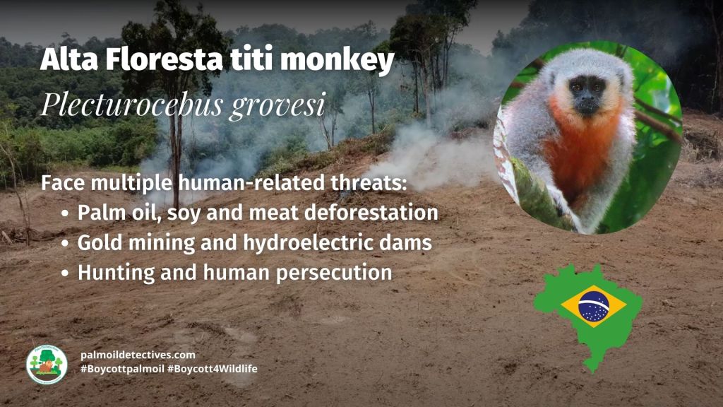 Alta Floresta titi monkey Plecturocebus grovesi