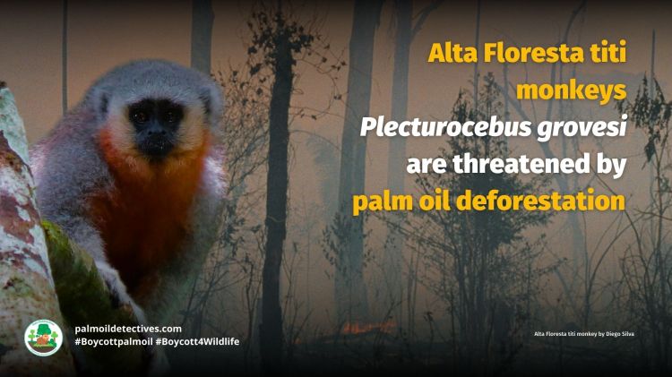 Alta Floresta titi monkey Plecturocebus grovesi