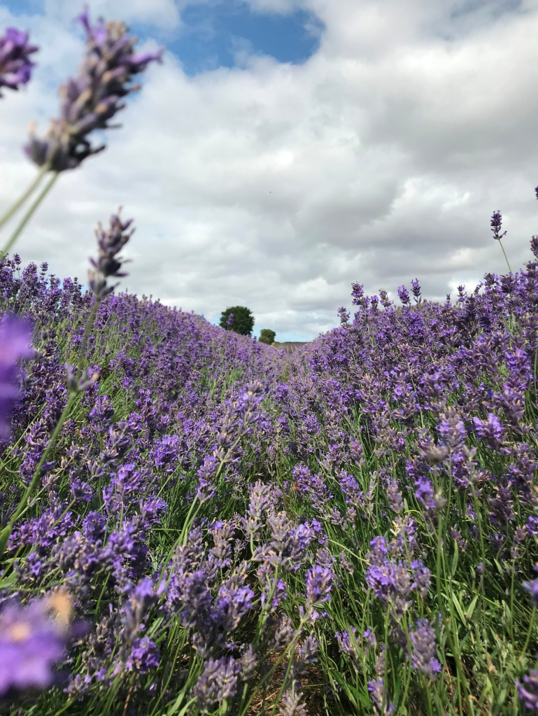 Palm Oil Free Soap - image by RMR Savage. The lavender farm – a nice day out and a way to harvest as much lavender as you need! 