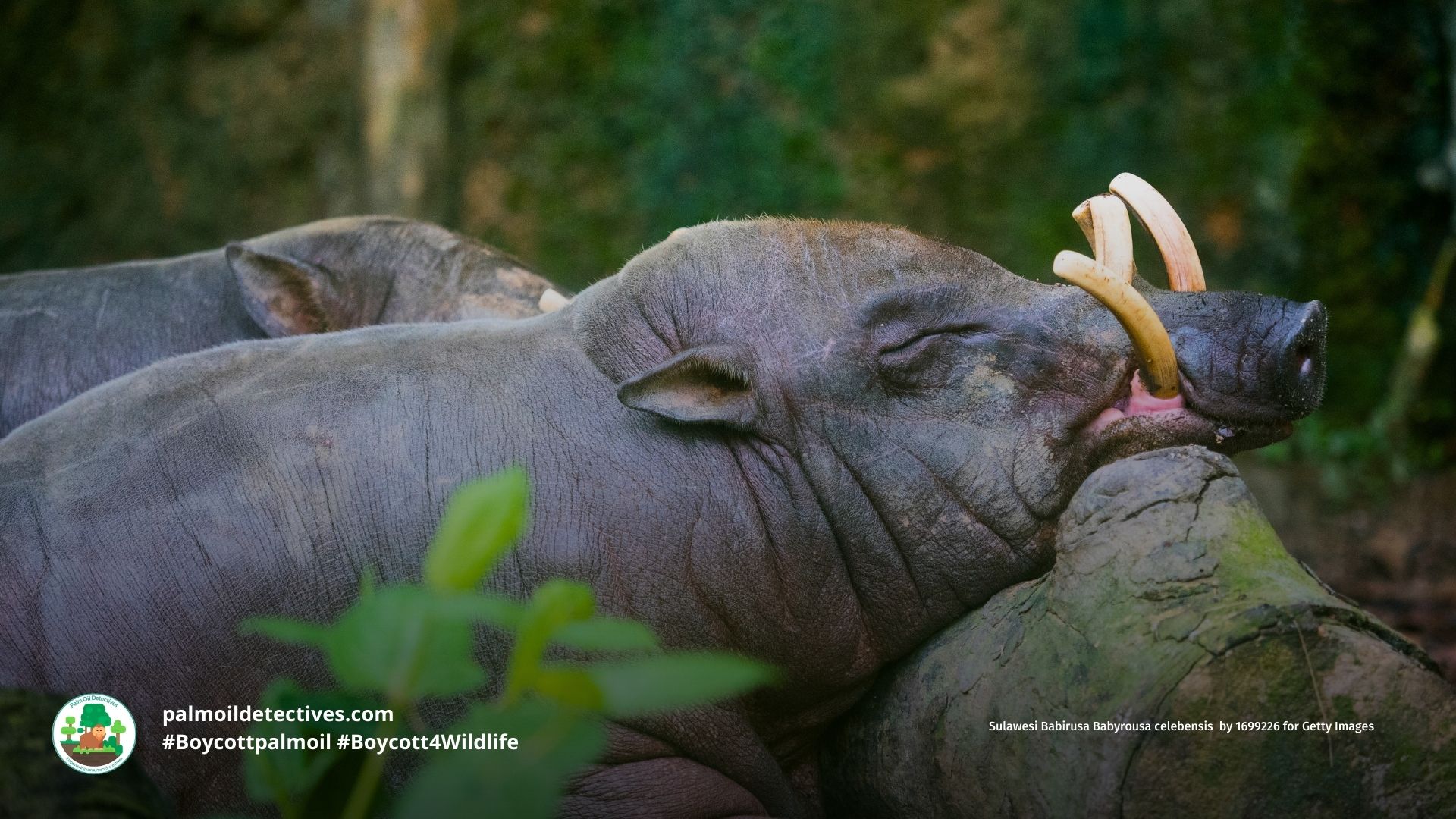 Sulawesi Babirusa Babyrousa celebensis