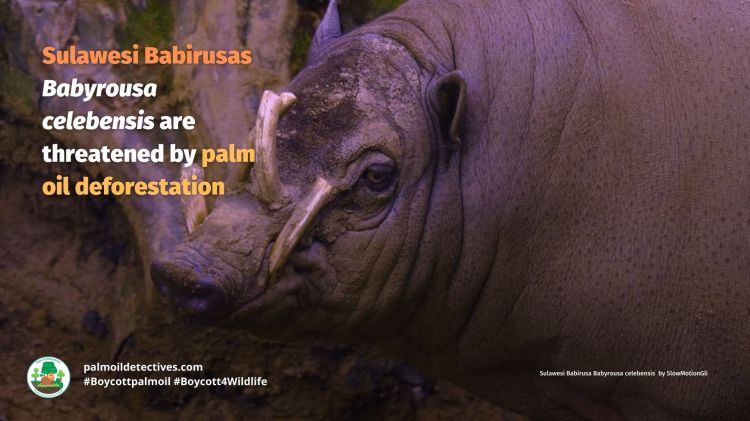 Sulawesi Babirusa Babyrousa celebensis