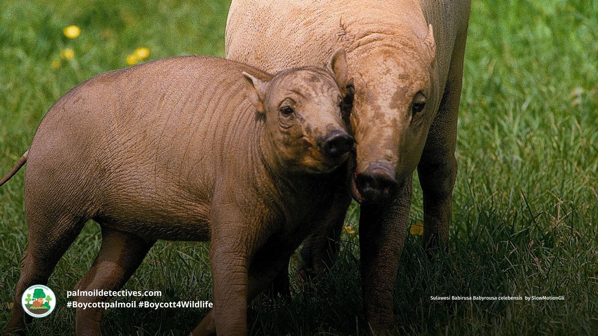 Sulawesi Babirusa Babyrousa celebensis