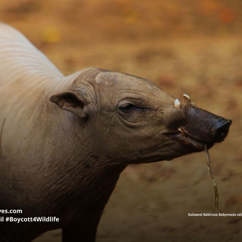 Sulawesi Babirusa Babyrousa&nbsp;celebensis