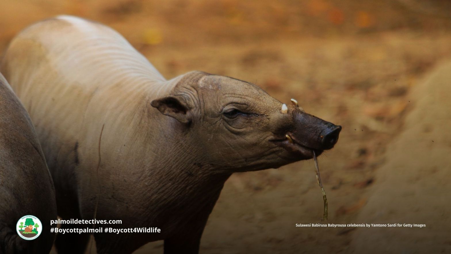 A young Sulawesi Babirusa Babyrousa celebensis
