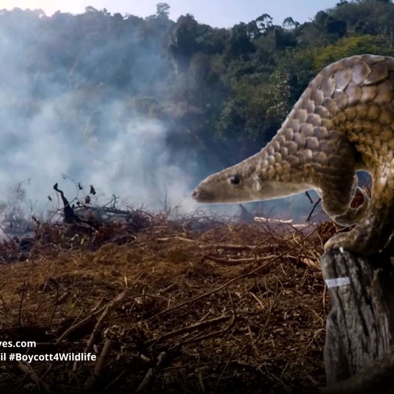 Sunda Pangolin Manis&nbsp;javanica