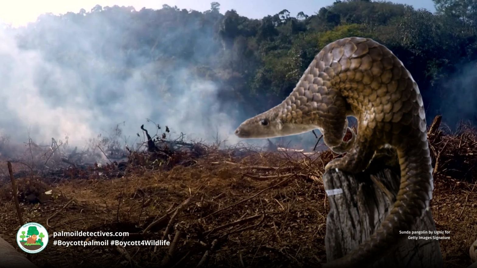 Sunda Pangolin Manis javanica