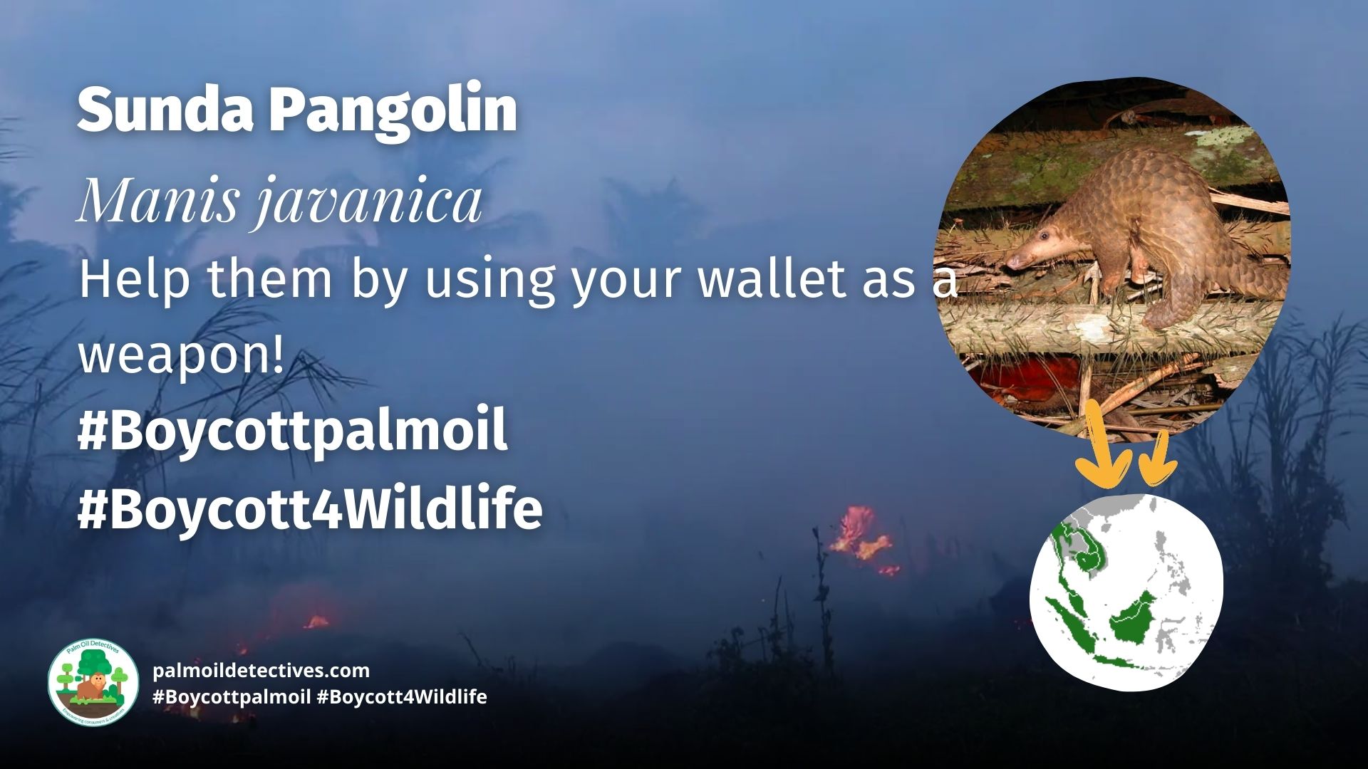 Sunda Pangolin Manis javanica