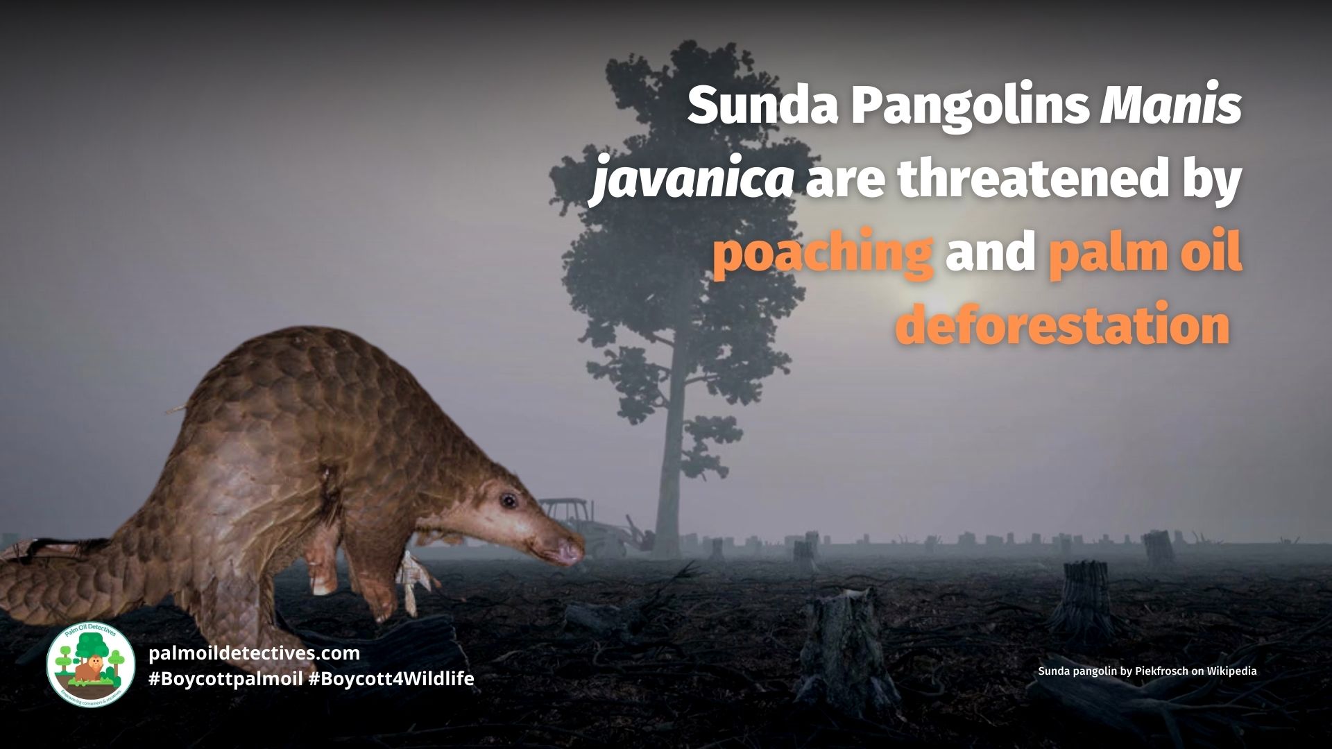Sunda Pangolin Manis javanica
