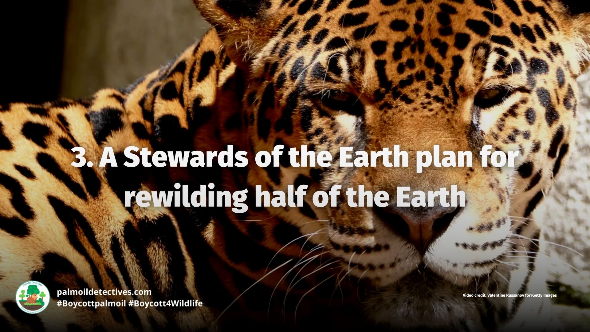 A Stewards of the Earth plan for rewilding half the Earth