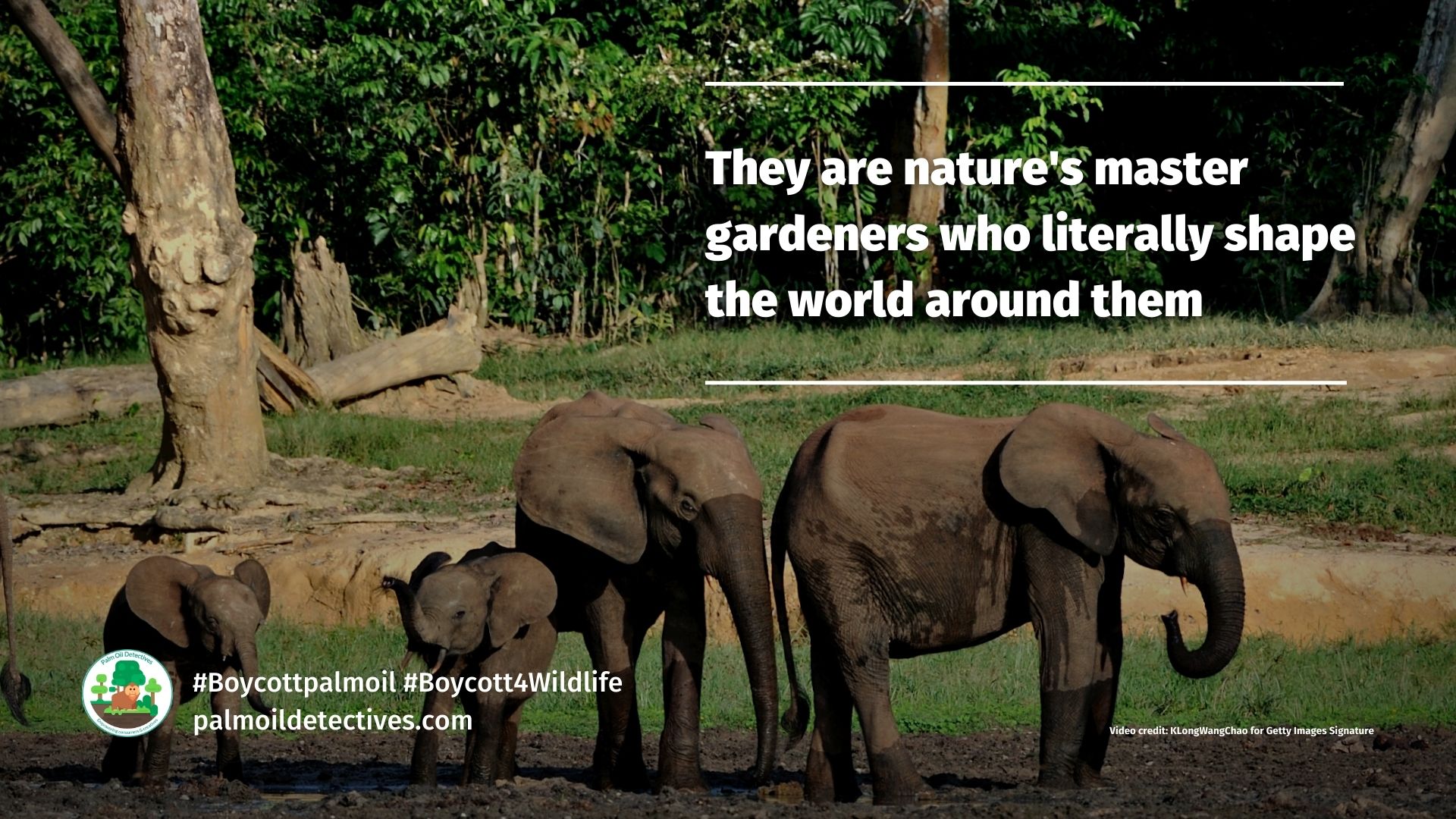 African forest elephants help to capture carbon (6)