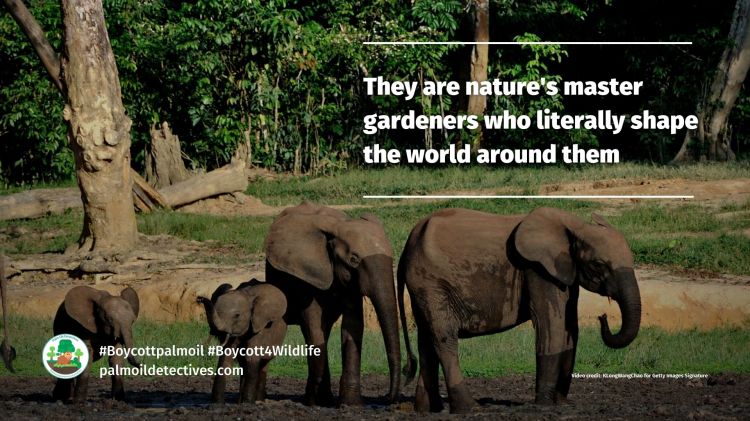 African forest elephants help to capture carbon (6)