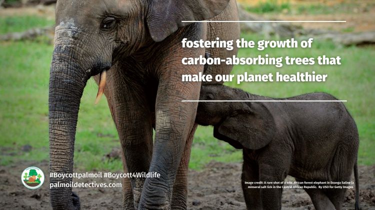 African forest elephants help to capture carbon (6)