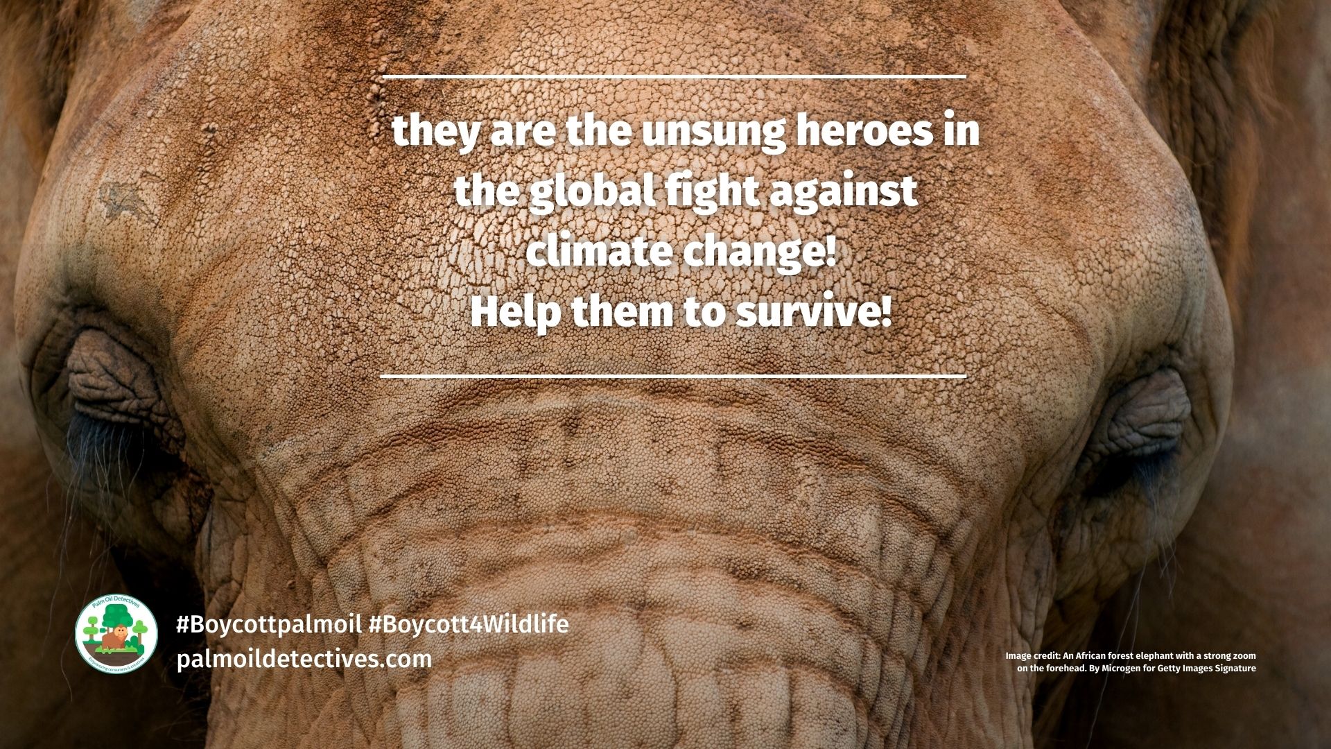 African forest elephants help to capture carbon (6)