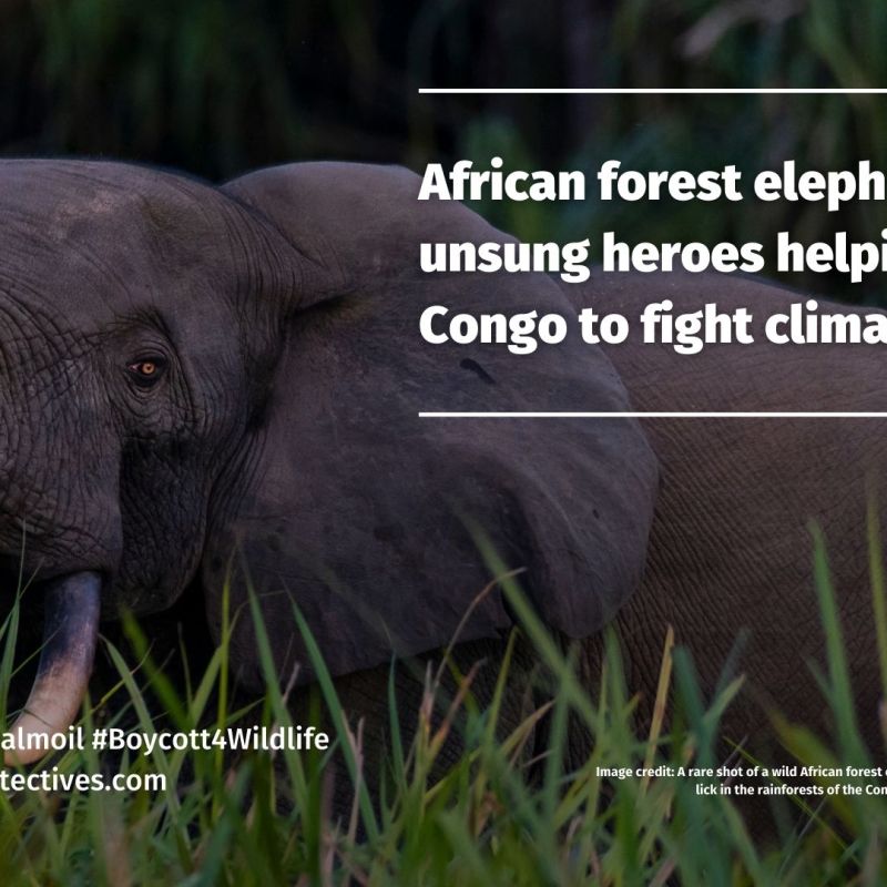 African Forest Elephants Help Fight Climate&nbsp;Change