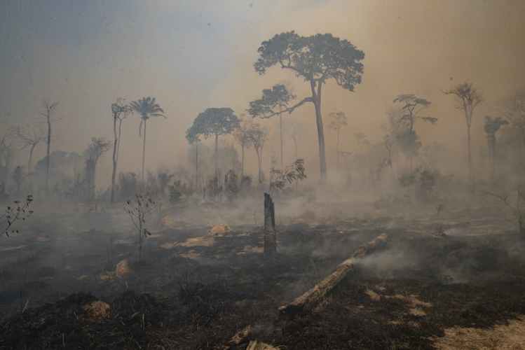 Deforestation in the Amazon is often caused by palm oil, gold mining and meat deforestation.