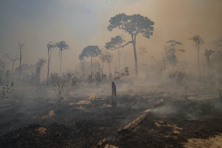 Deforestation in the Amazon is often caused by palm oil, gold mining and meat deforestation.