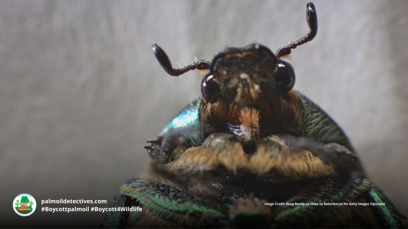 image-credit-dung-beetle-up-close-by-babenkolev-for-getty-images-signature