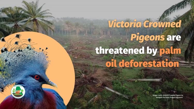 Victoria Crowned Pigeon Goura victoria - Papua New Guinea #Boycott4Wildlife