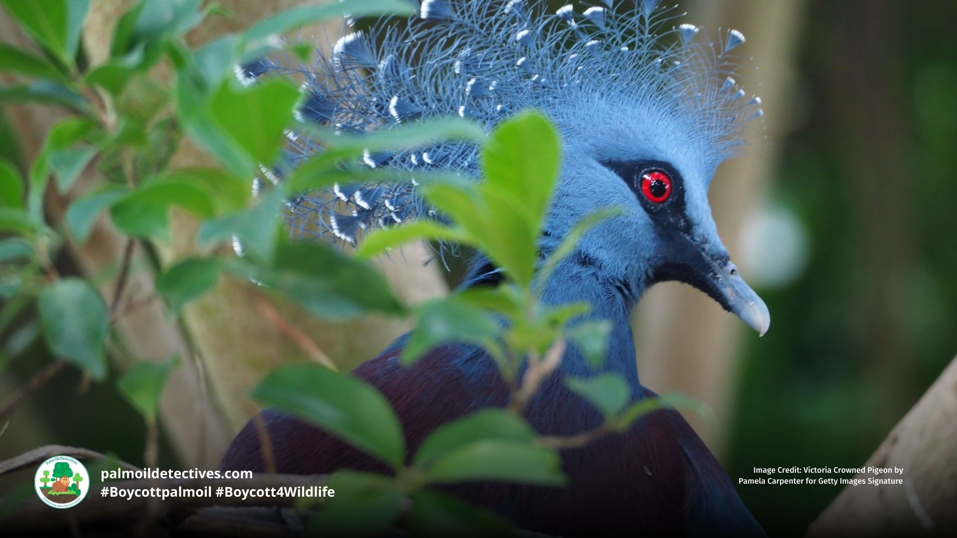 Victoria Crowned Pigeon Goura victoria - Papua New Guinea