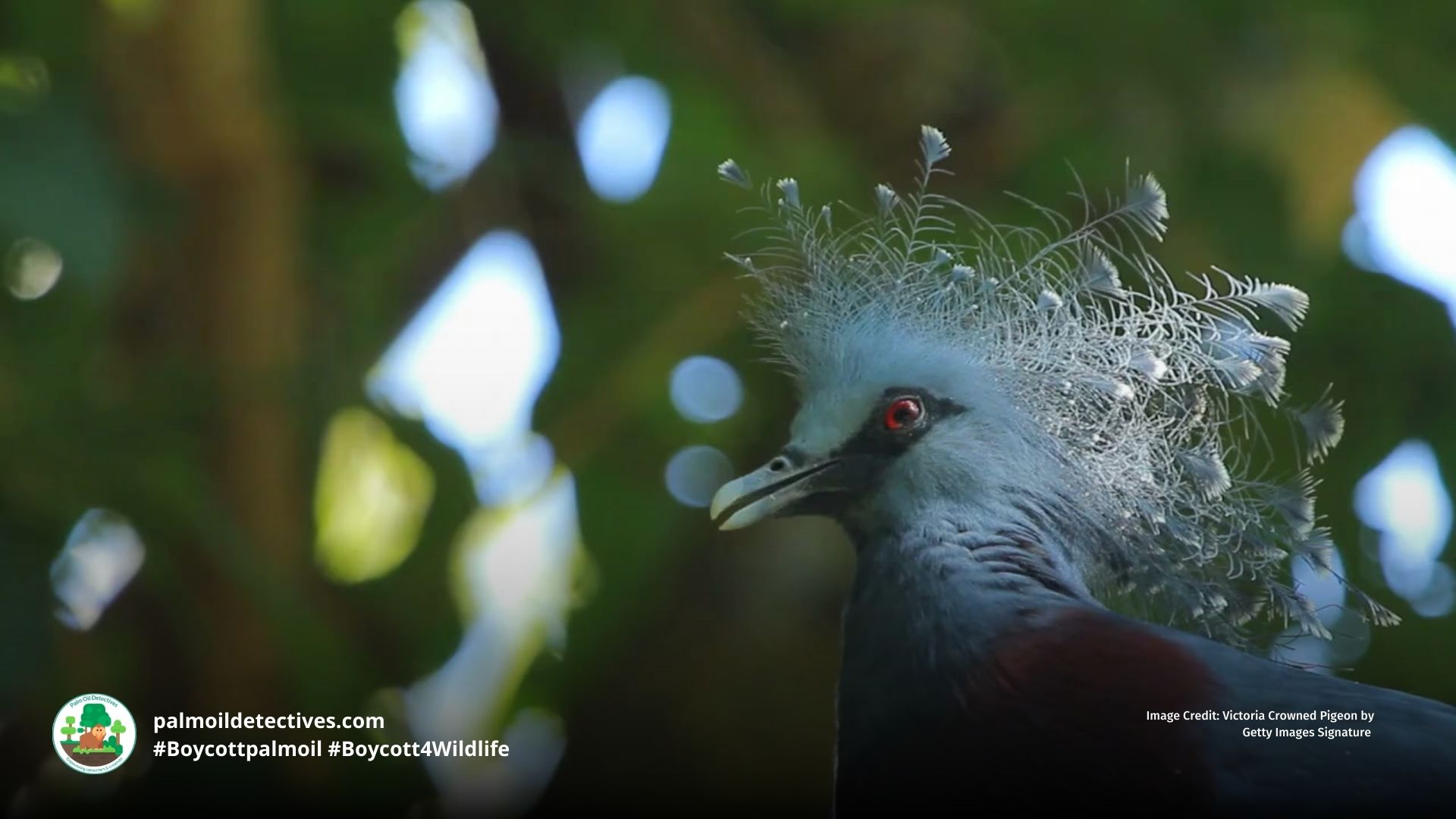 Victoria Crowned Pigeon Goura victoria - Papua New Guinea