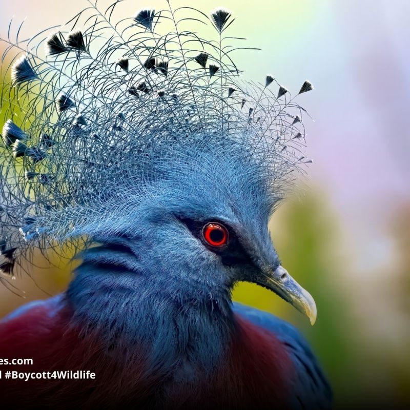 Victoria crowned pigeon Victoria&nbsp;goura