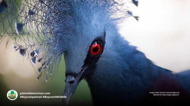 Victoria Crowned Pigeon Goura victoria - Papua New Guinea
