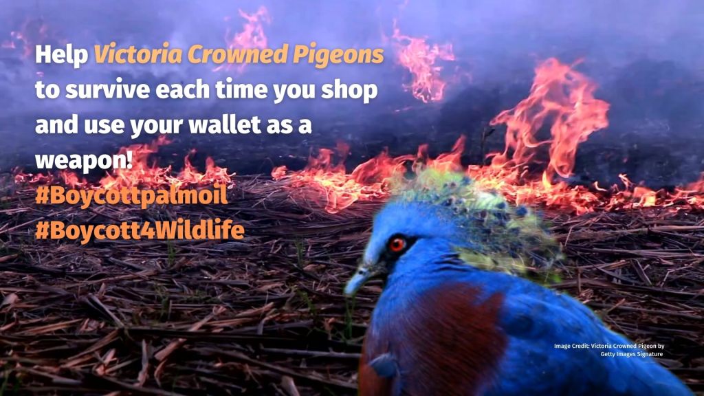 Victoria Crowned Pigeon Goura victoria - Papua New Guinea