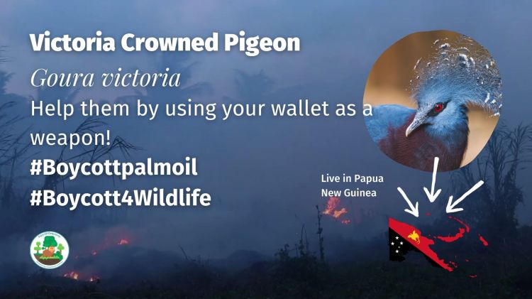 Victoria Crowned Pigeon Goura victoria - Papua New Guinea #Boycott4Wildlife