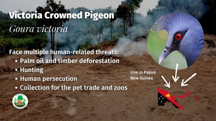 Victoria Crowned Pigeon Goura victoria - Papua New Guinea #Boycott4Wildlife