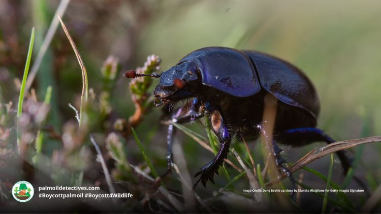 Image Credit Dung Beetle up close by Diantha Risiglione for Getty Images Signature