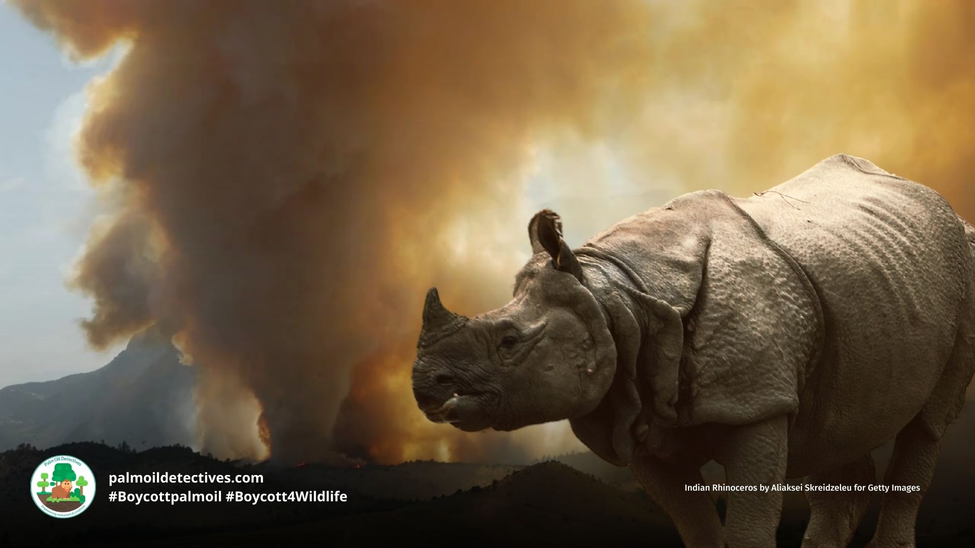 Indian Rhino (Greater One-horned Rhino) Rhinoceros unicornis India Asia in an area where fires and deforestation threaten their existence