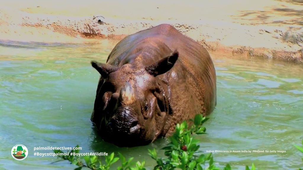 Indian Rhinoceros (Greater One-horned Rhino) Rhinoceros unicornis