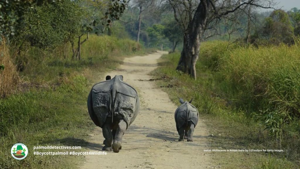 Indian Rhinoceros (Greater One-horned Rhino) Rhinoceros unicornis
