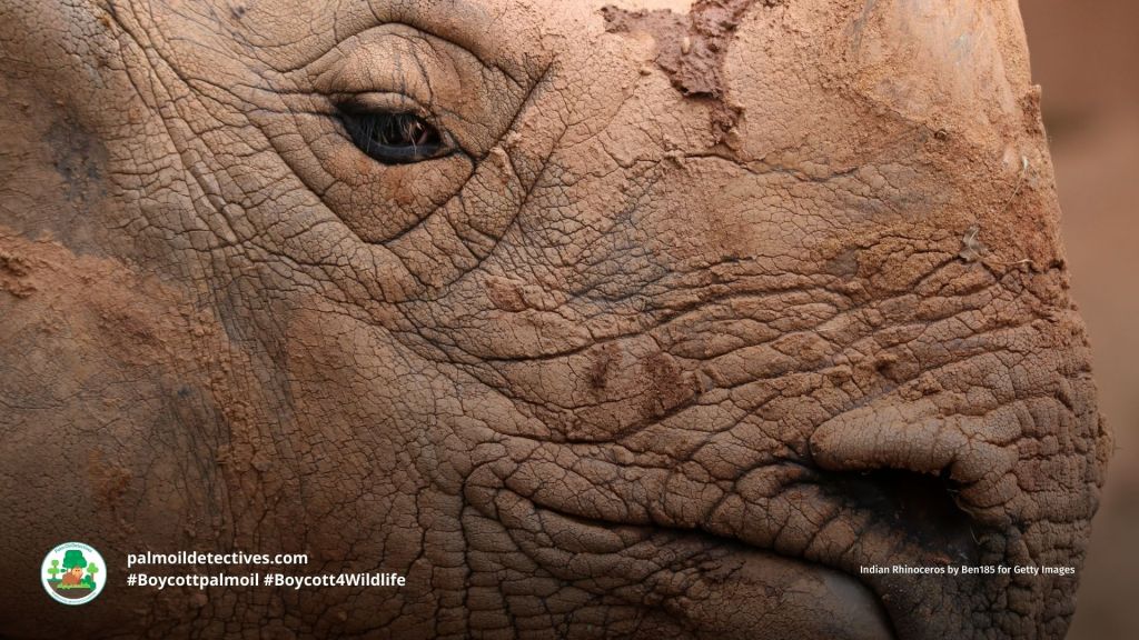 Indian Rhinoceros (Greater One-horned Rhino) Rhinoceros unicornis