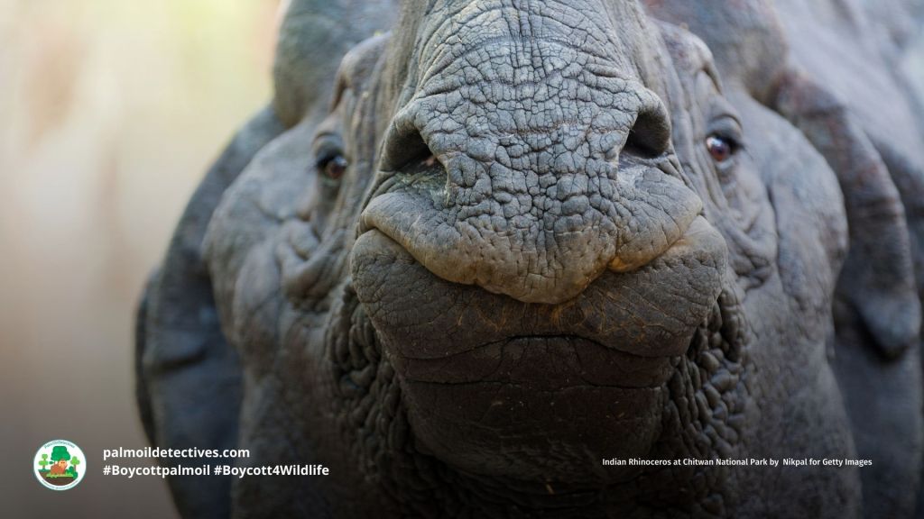 Indian Rhinoceros (Greater One-horned Rhino) Rhinoceros unicornis