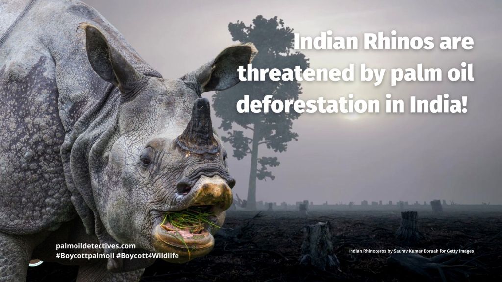 Indian Rhinoceros (Greater One-horned Rhino) Rhinoceros unicornis